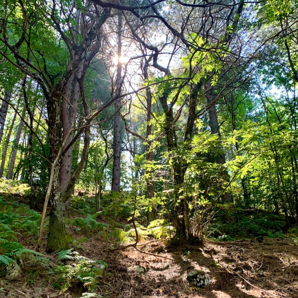 Sunlight coming through a forest