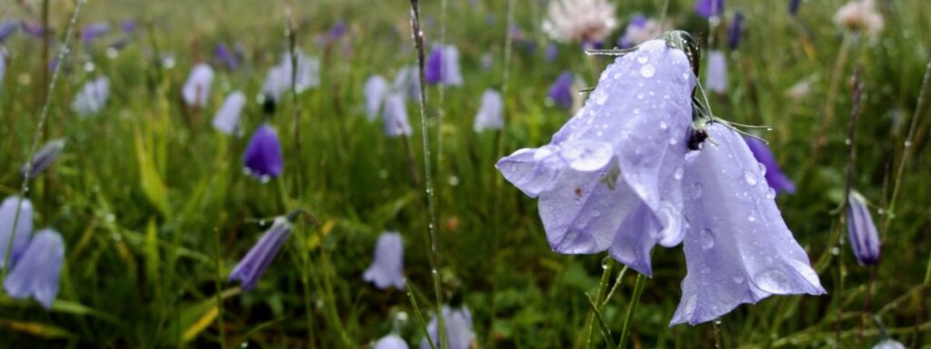Harebells in a field with raindrops on the petals